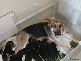 German Shepherd dogs German shepards - Advert 1