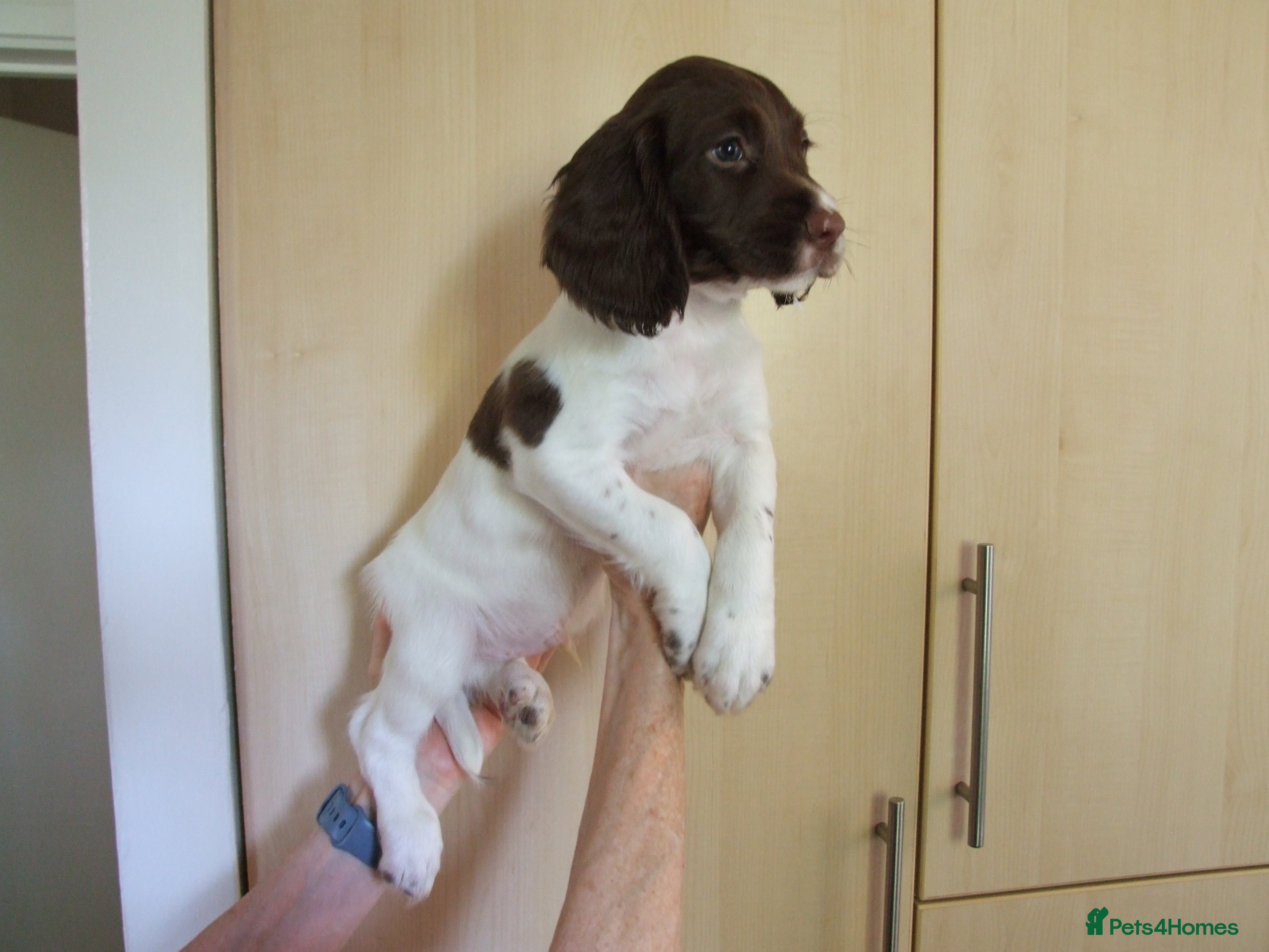 English Springer Spaniel dogs A Lovely Litter of English Springer Spaniels - Advert 2