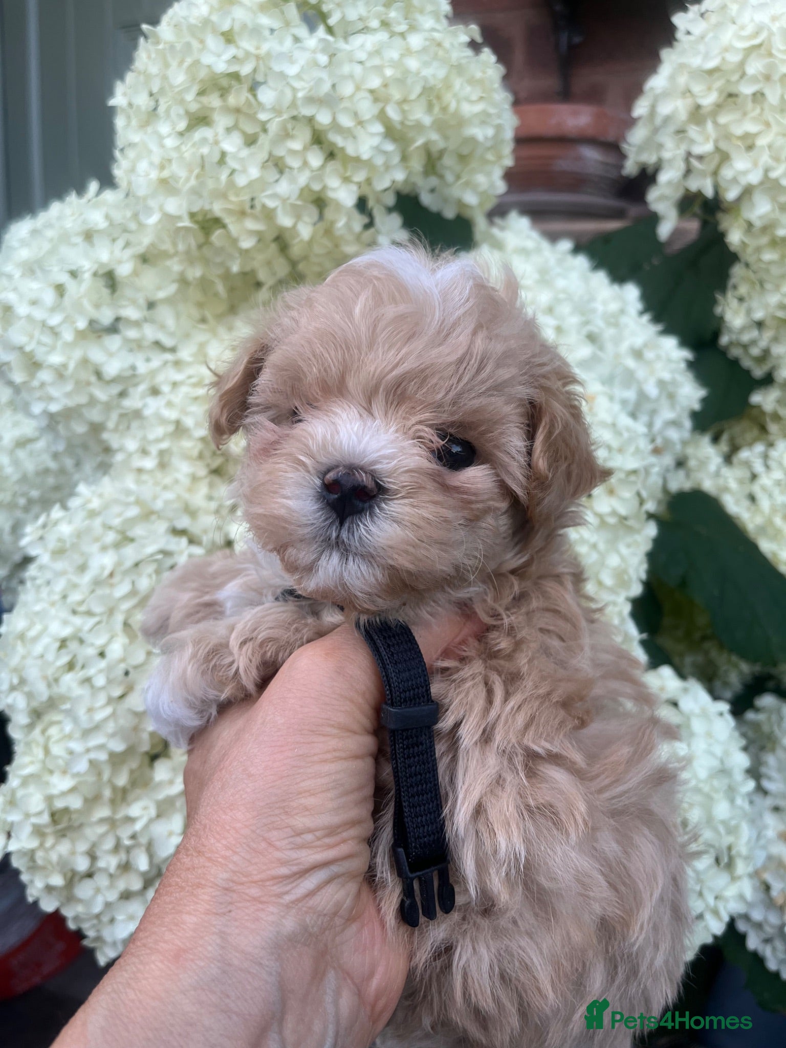 Maltipoo dogs Tiny small f1 Maltipoos  - Advert 2