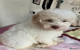 Toy Poodle dogs for sale: Toy poodle puppies - Image 4
