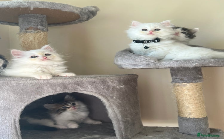 Turkish Angora cats - Advert 1