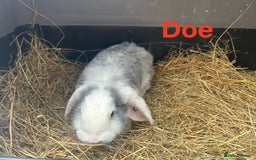 French Lop rabbits for sale: French Lop Bucks and Does READY NOW!! - Image 3