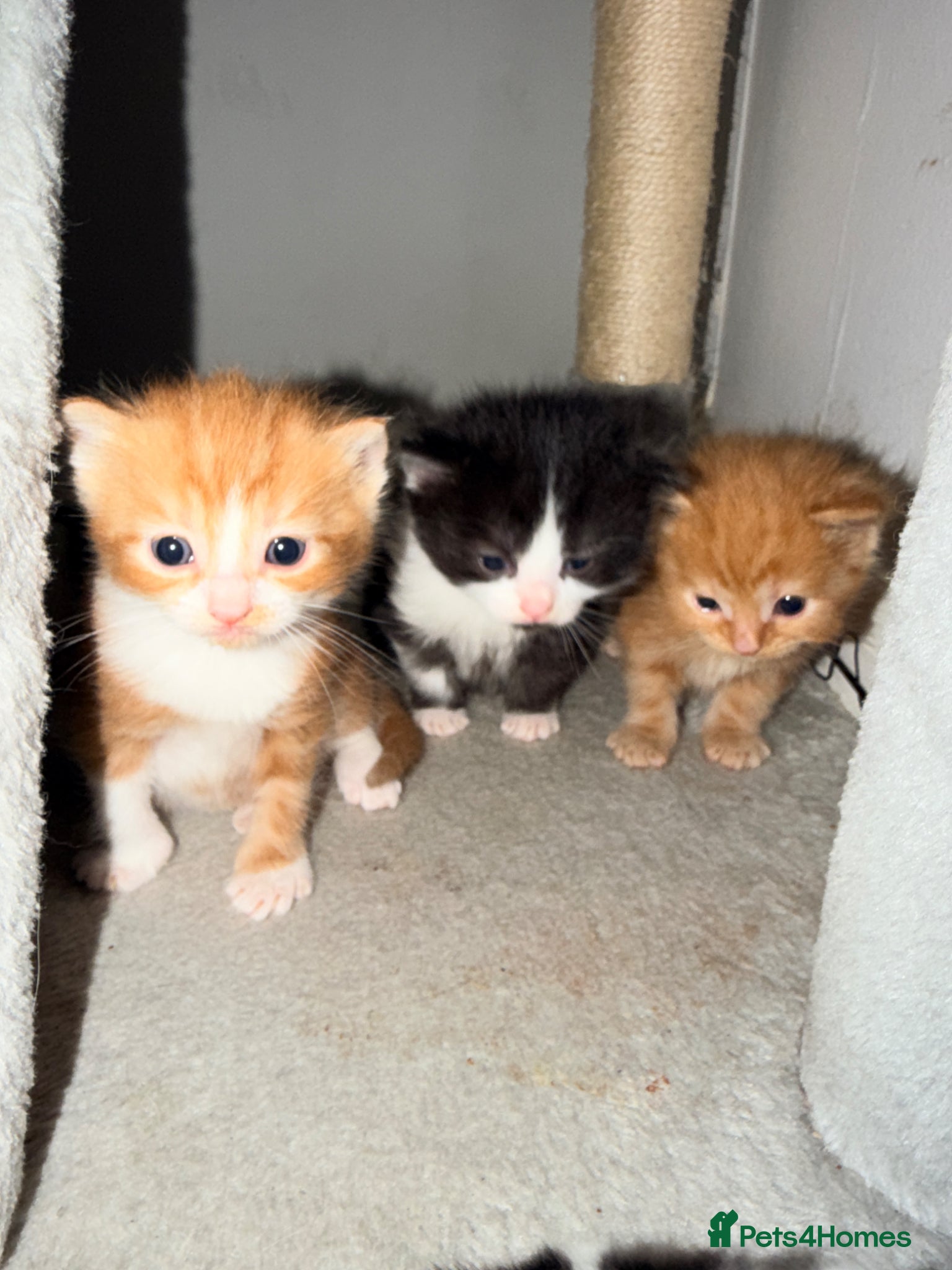 Mixed Breed cats Beautiful kittens for sale  - Advert 15