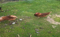 Chickens poultry for sale: Female chickens and male chickens - Image 4