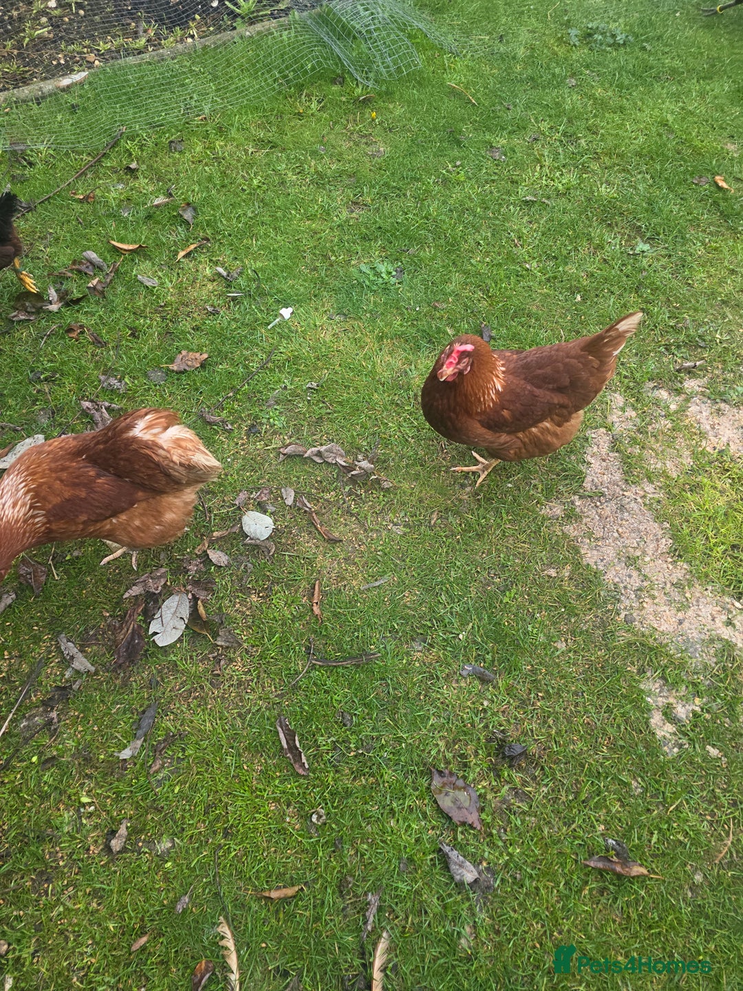 Chickens poultry for sale: Female chickens and male chickens - Image 4