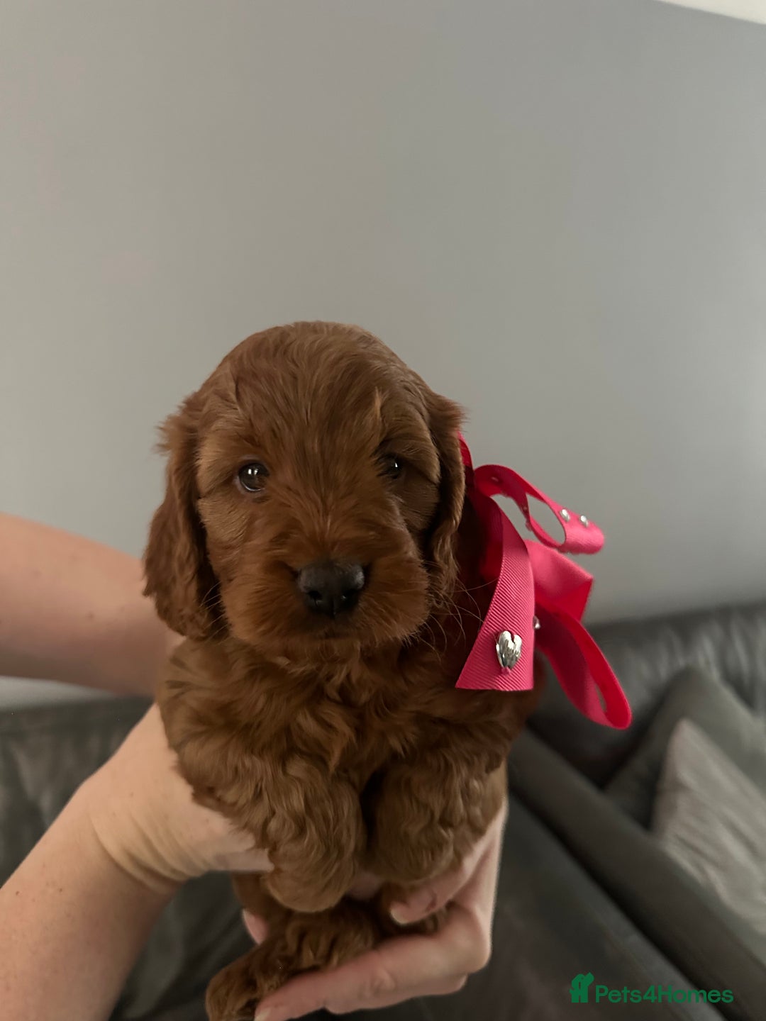 Cockapoo dogs for sale: Cockerpoo puppies  - Advert 3