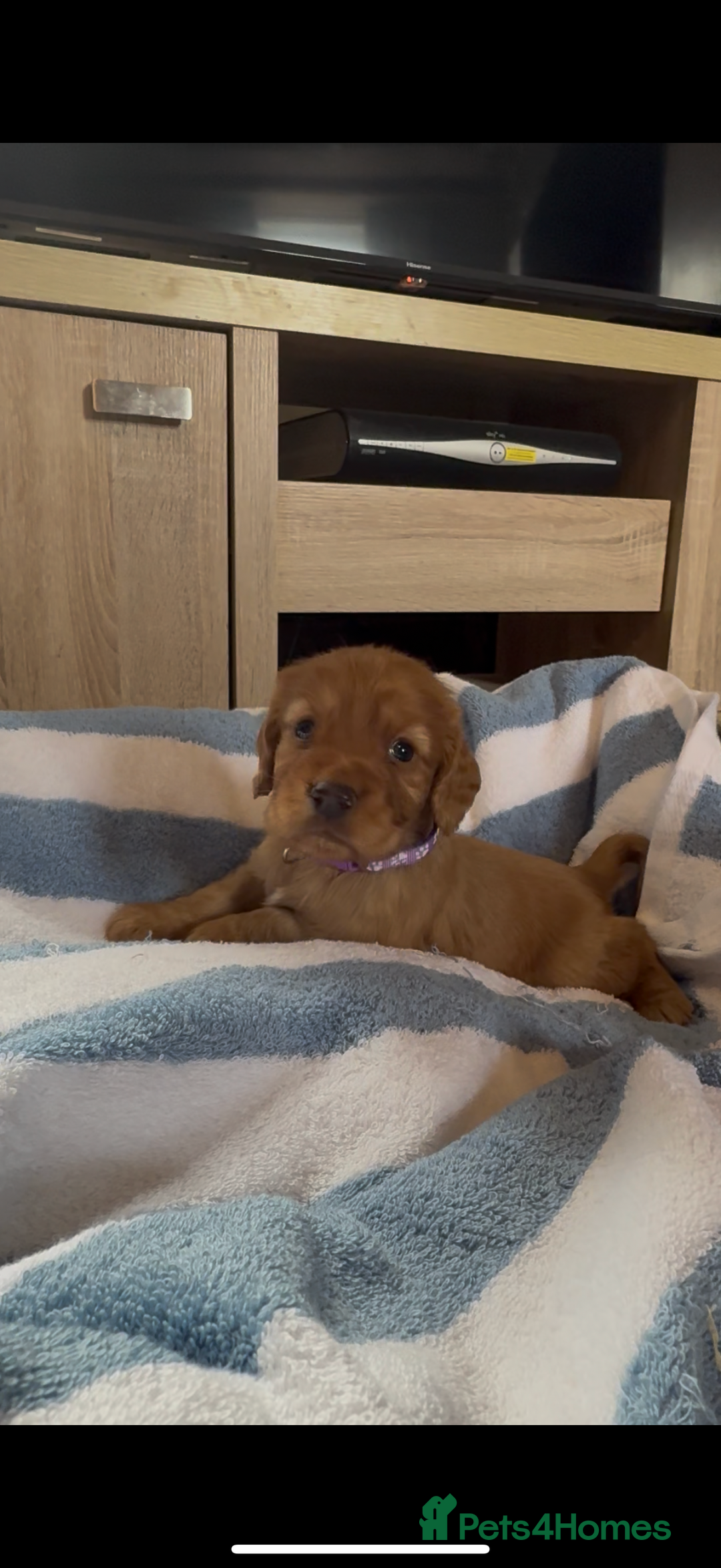 Cocker Spaniel dogs for sale: ✨ KC Registered Working Cocker Spaniel Puppies ✨ - Image 12