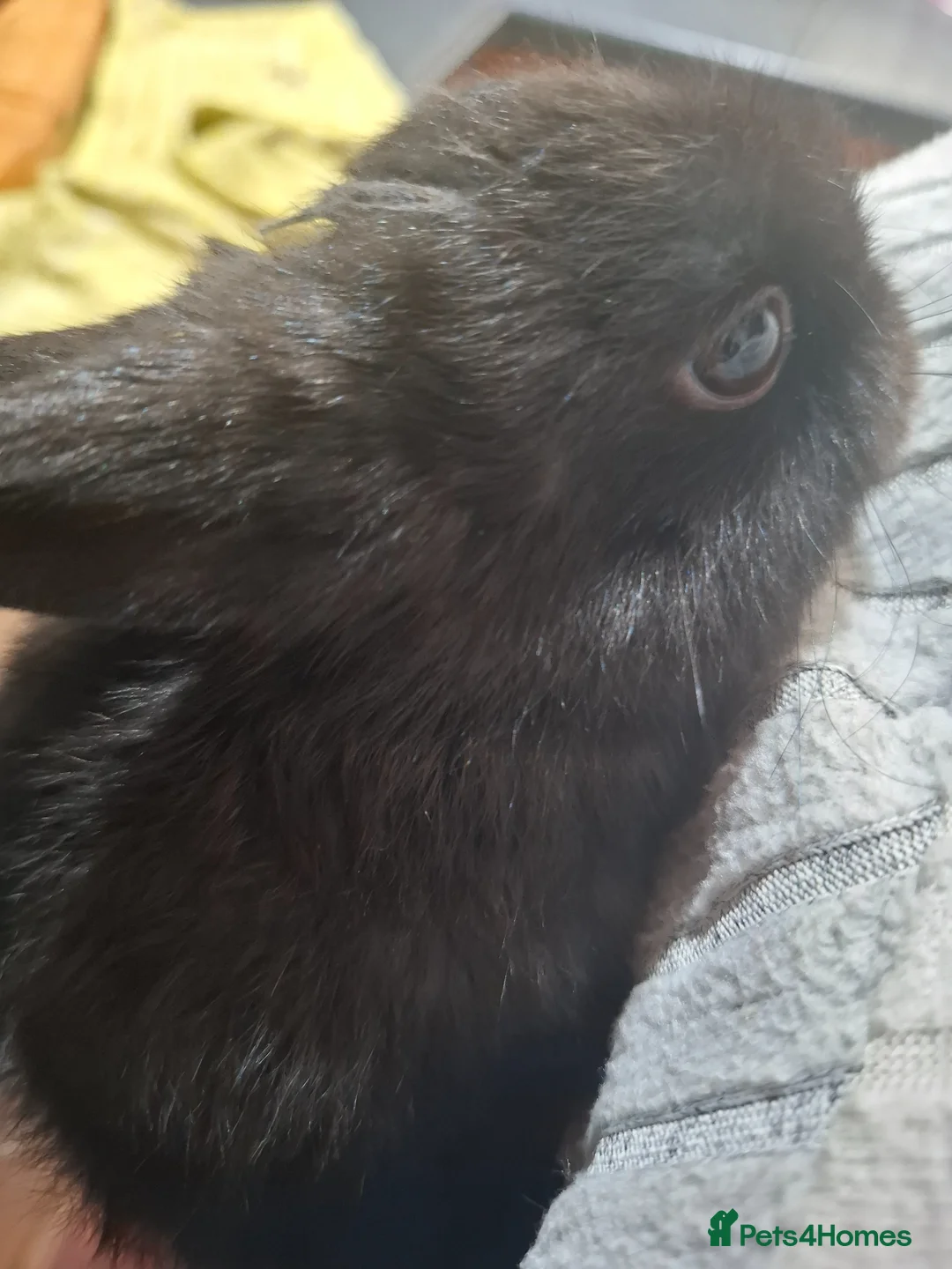 Mixed Breed rabbits for sale: Brown/black rabbits in Boston - Advert 2
