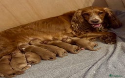 Cocker Spaniel dogs for sale: Cocker Spaniel Pups - Image 9