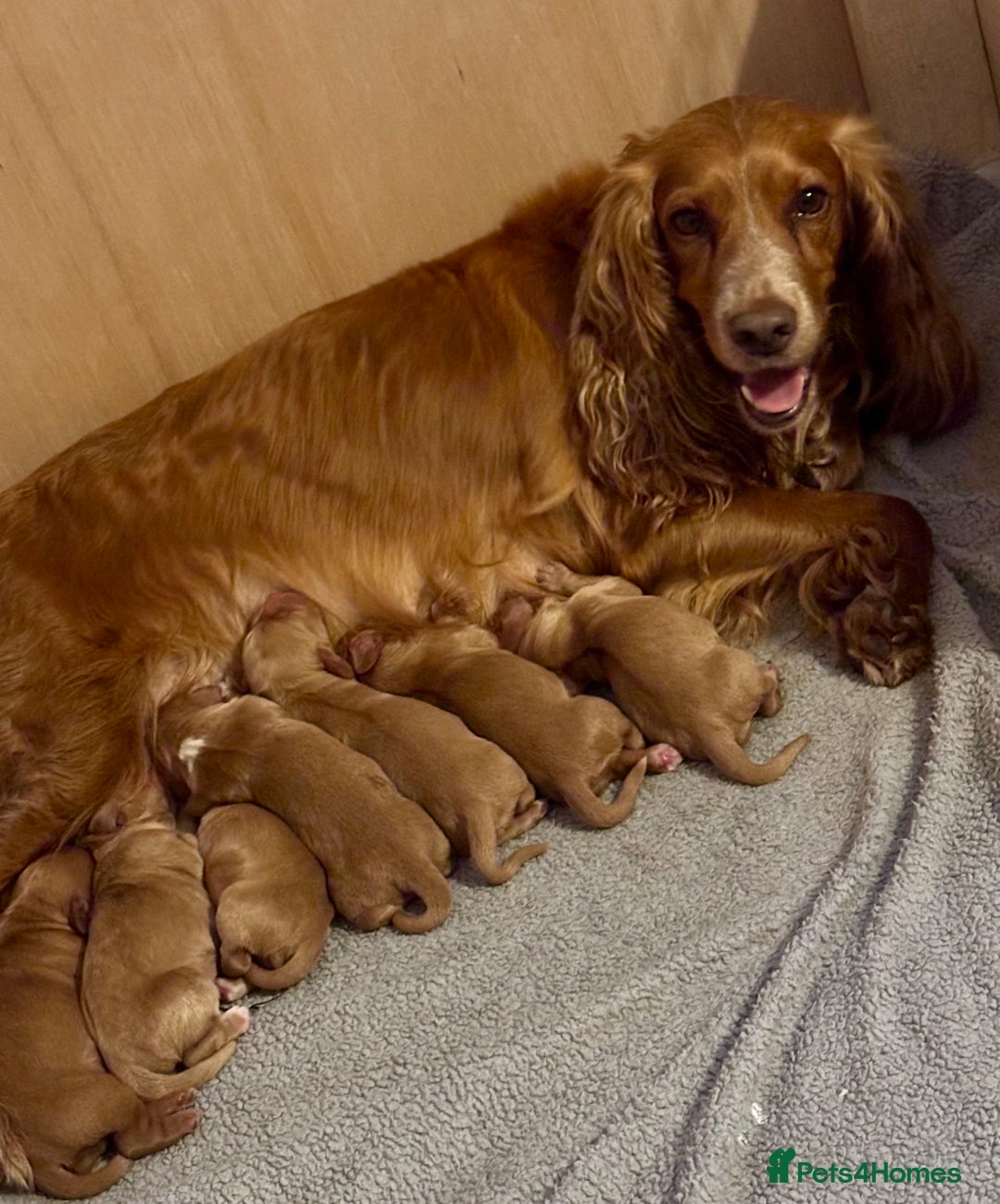 Cocker Spaniel dogs for sale: Cocker Spaniel Pups - Image 9