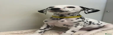 Dalmatian 6