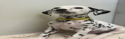 Dalmatian dogs for sale: Dalmatian puppies - Advert 34