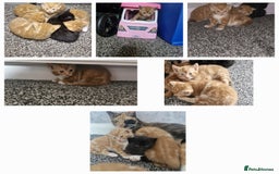Mixed Breed cats for sale: 3 beautiful light ginger girl kittens  - Image 1