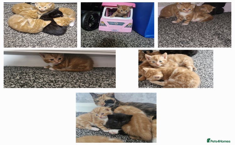 Mixed Breed cats - Advert 1