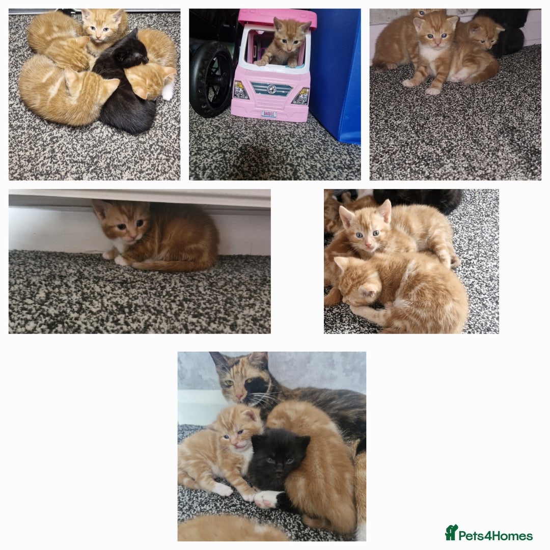 Mixed Breed cats for sale: 3 beautiful light ginger girl kittens  - Image 1