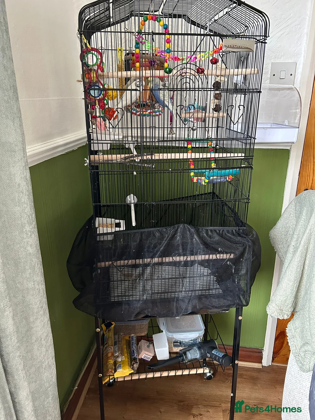 Budgerigars birds for sale: 2 Male Budgies — Full Starter Bundle Included - Advert 5