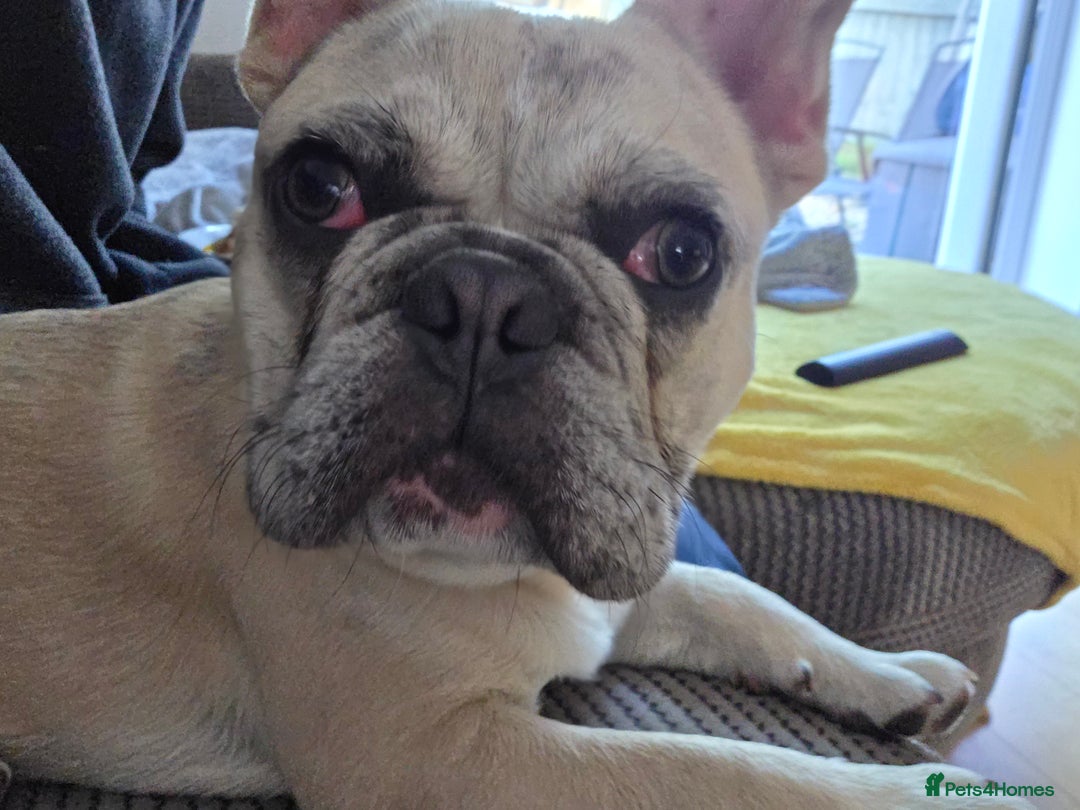 French Bulldog dogs for sale: 9month old frenchie - Image 2