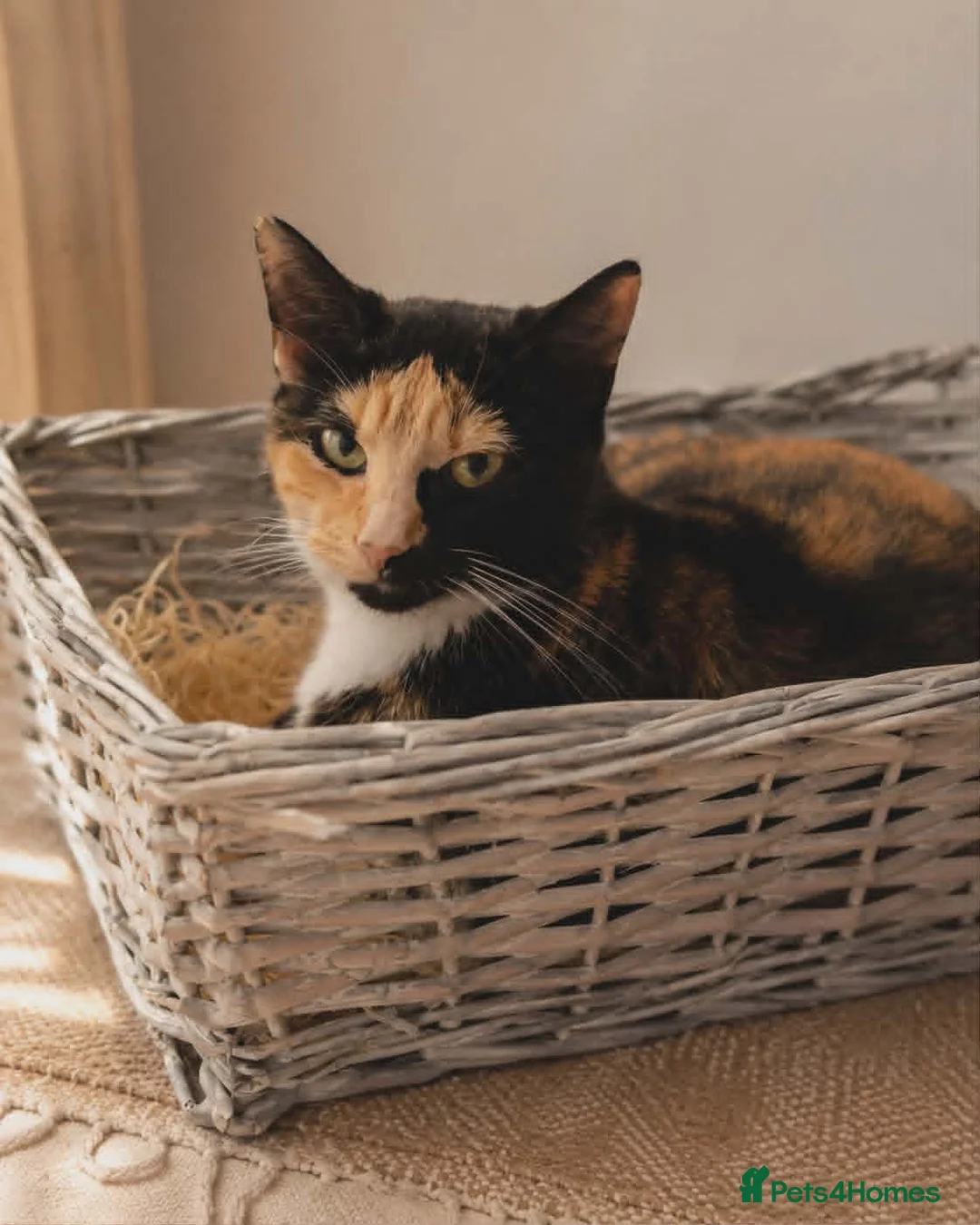 Mixed Breed cats for sale: Three kittens are looking for new homes. - Advert 12