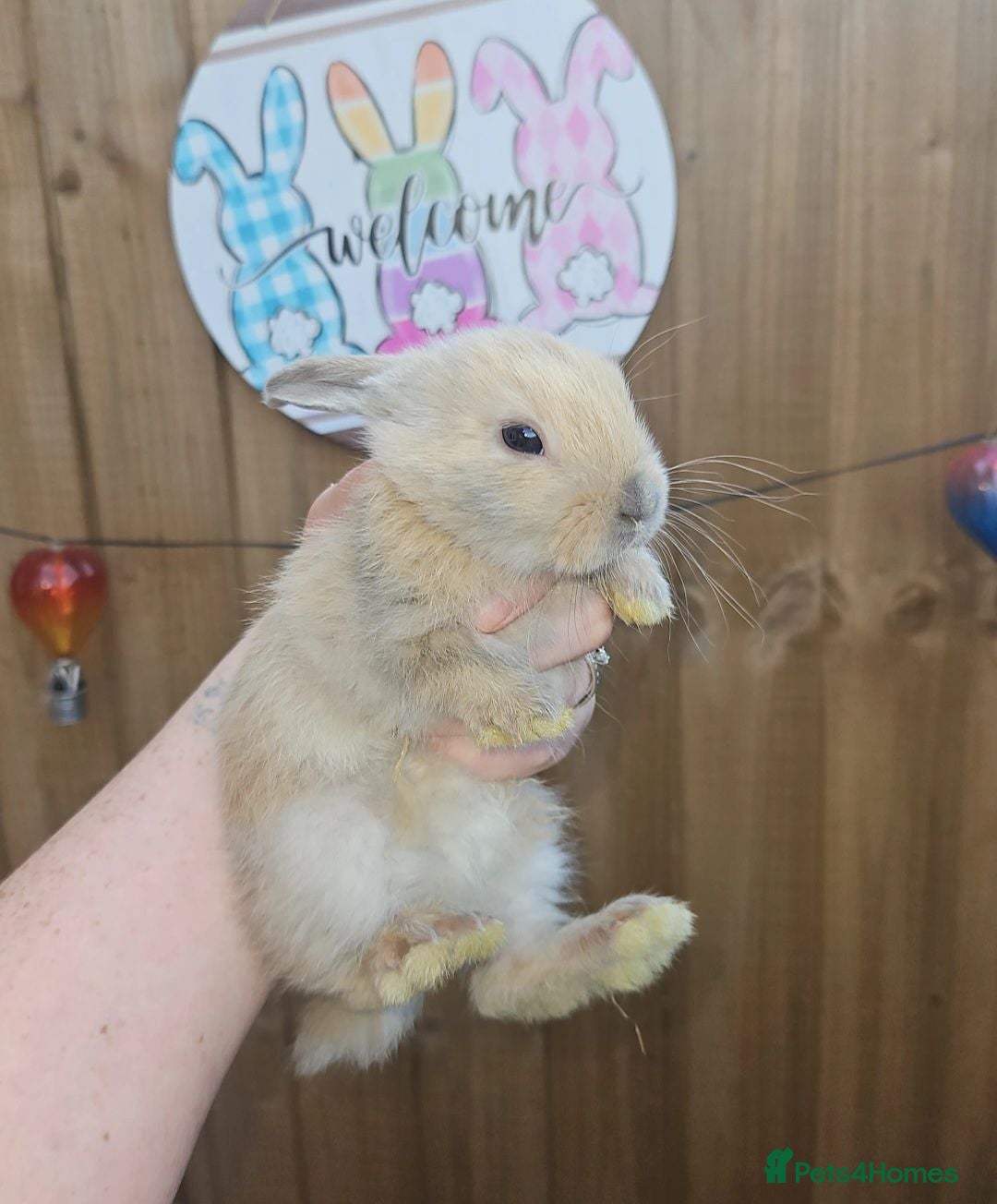 Mini Lop rabbits Baby Bunnies (Ready to leave) - Advert 2