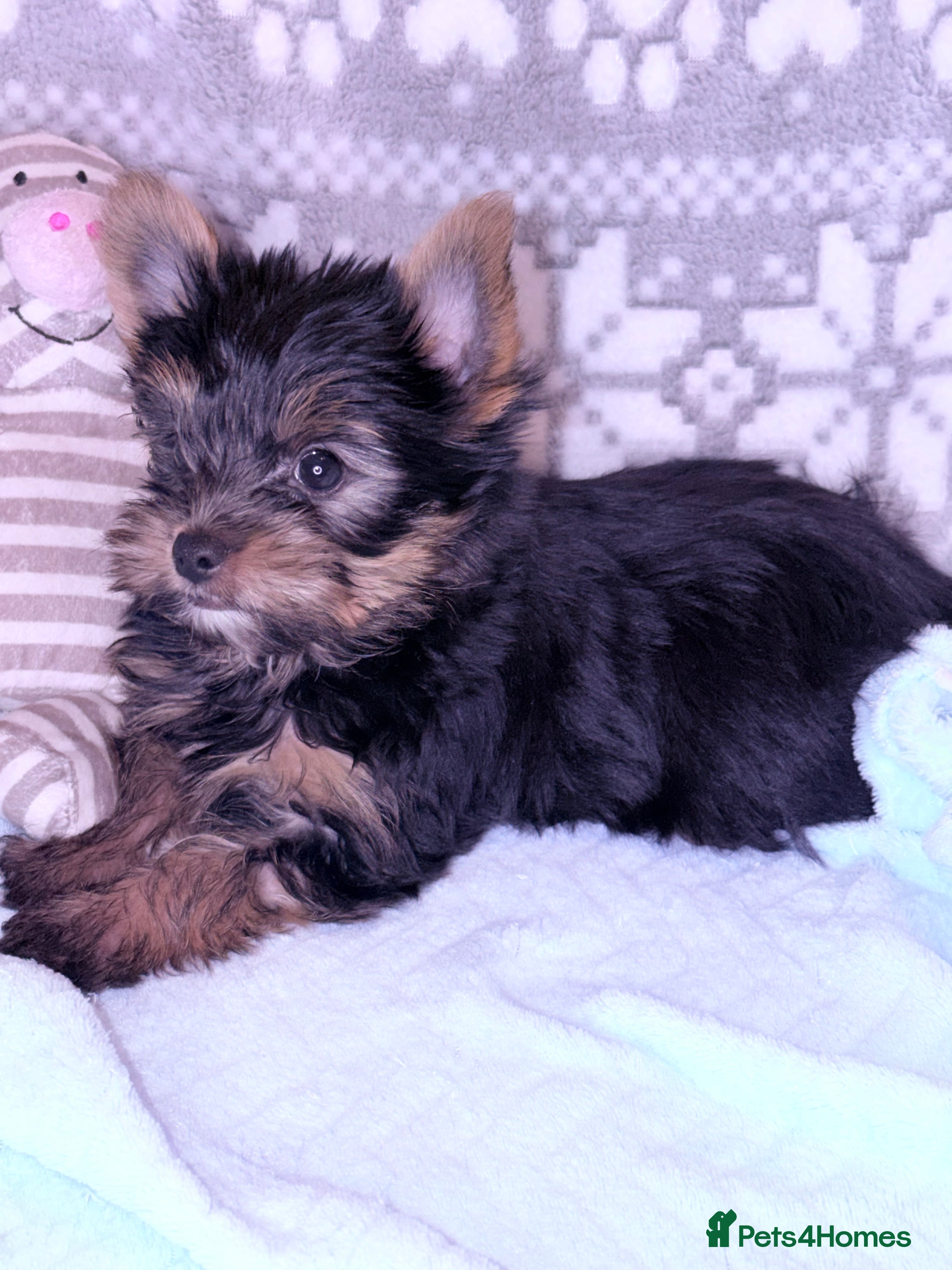 Yorkshire Terrier dogs Ready Now Small Boy Yorkshire Terrier  - Advert 5