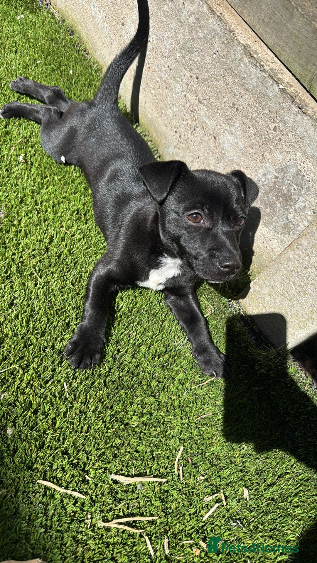 Mixed Breed dogs for sale: Loving staffy looking for forever home  - Image 8