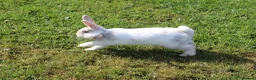 Angora rabbits for sale:     Beautiful Baby Angora Cross bunny rabbit - Advert 7
