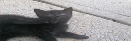 Domestic Shorthair cats for sale: 3 adorable kittens for sale  - Advert 22