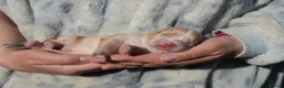 Cocker Spaniel dogs for sale: working cocker spaniel kc reg health tested. Lemon - Advert 15