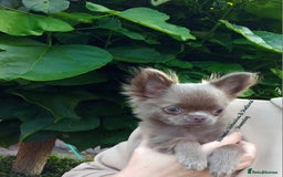 Chihuahua dogs for sale: Dna tested parents Lilac fawn girl Willow - Image 1