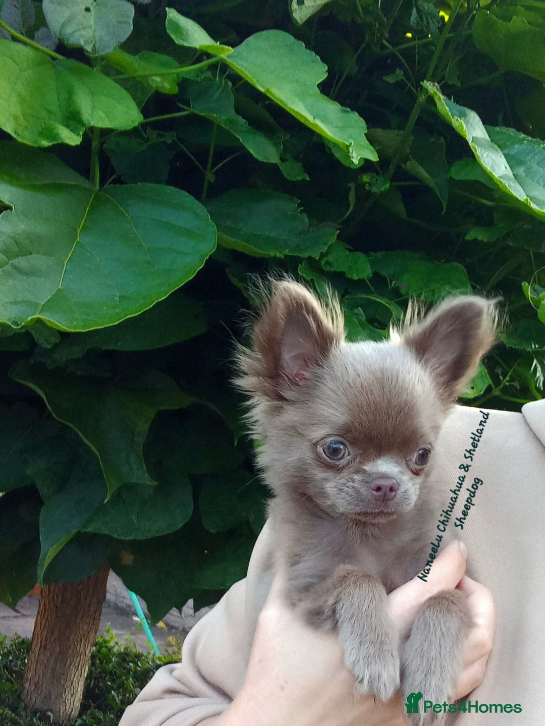 Chihuahua dogs for sale: Dna tested parents Lilac fawn girl Willow - Image 1