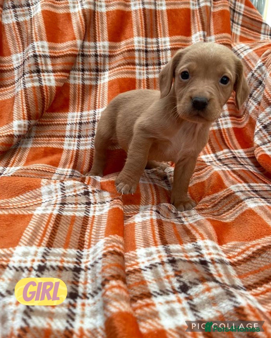 Cockerdor dogs for sale: Fox red Cockerdor pups - Advert 3