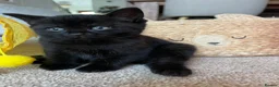 Mixed Breed cats for sale: Gorgeous black kittens ready next week - Advert 7