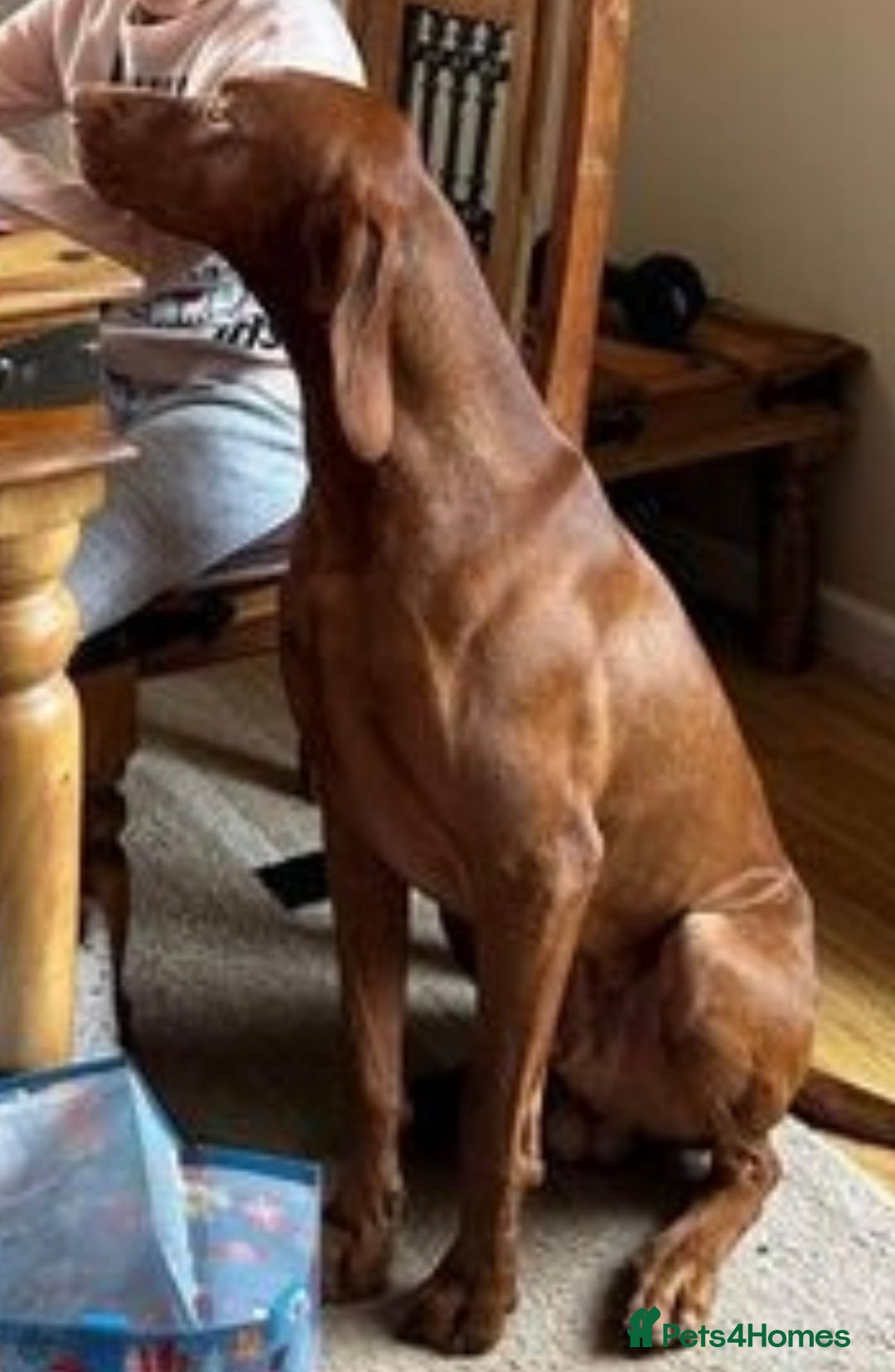 Hungarian Vizsla dogs for sale: KC registered Hungarian Viszla puppies - Advert 10