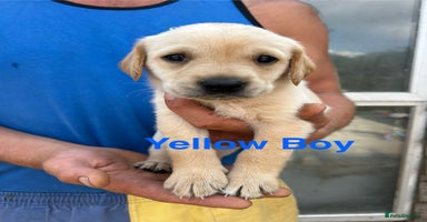 Labrador Retriever dogs - Advert 2