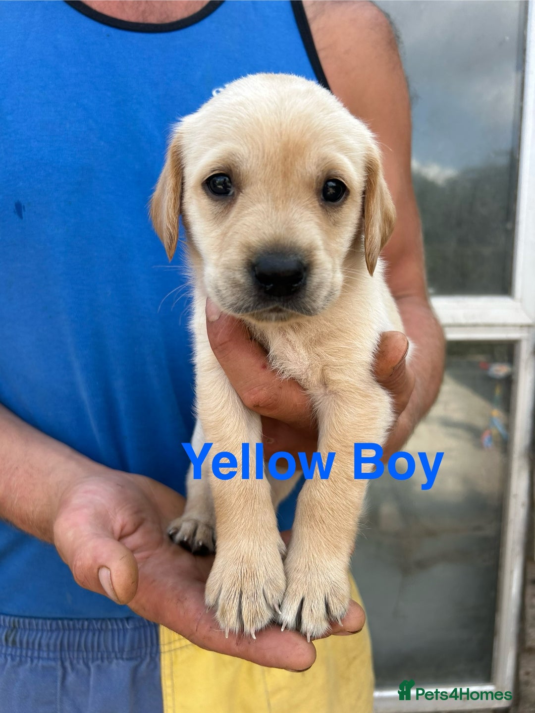 Labrador Retriever dogs for sale: Yellow and black lab pups  - Image 2