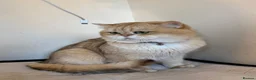 British Shorthair cats for stud: Purebred British male golden cat - Advert 11