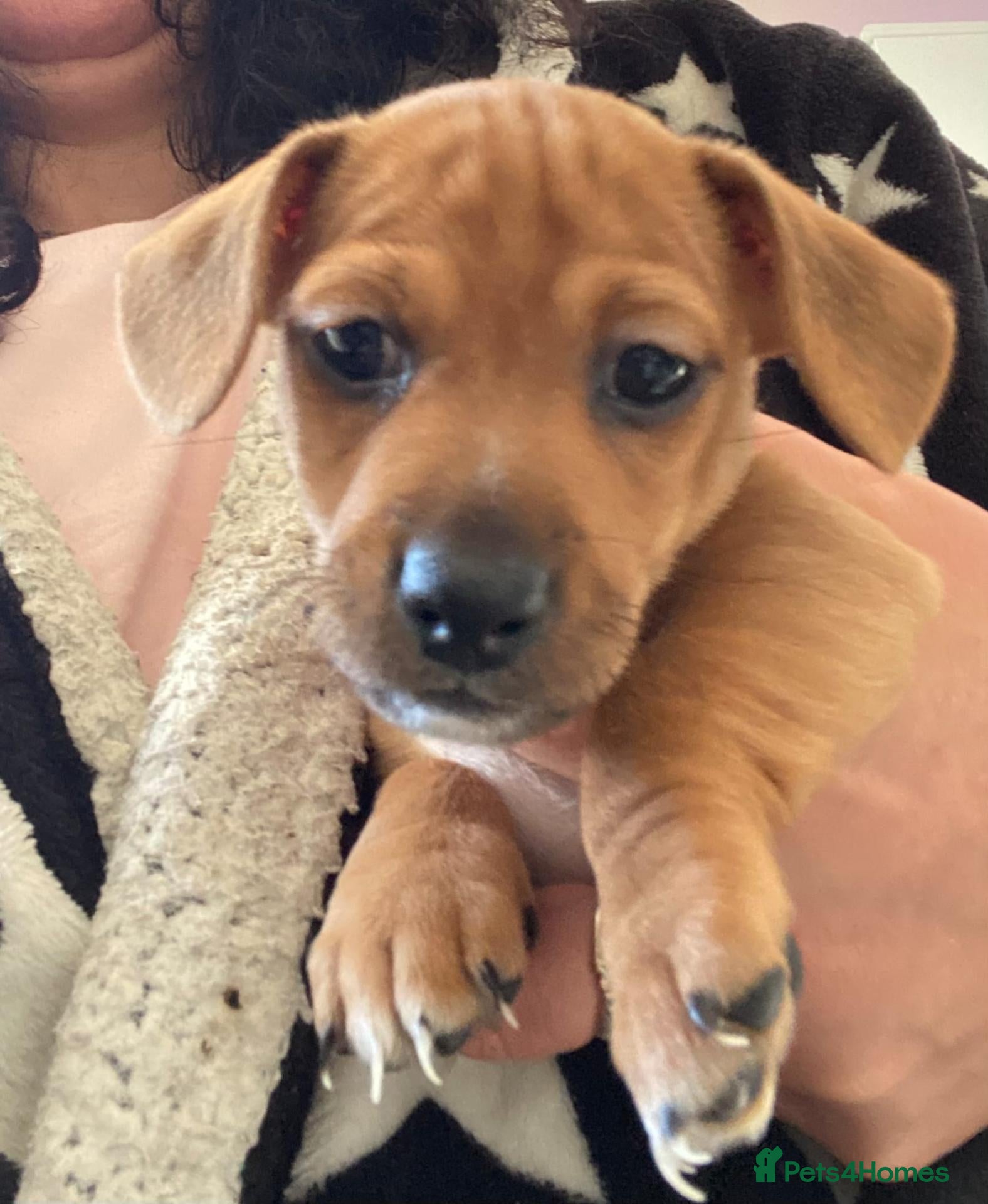 Jackshund dogs for sale: Jack Russell x miniature dachshund - Advert 1