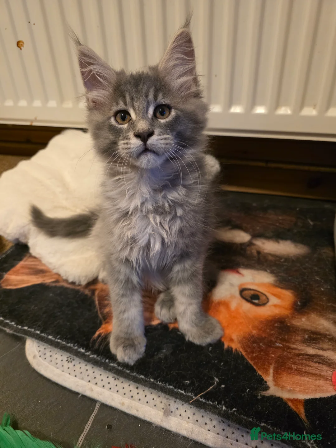Maine Coon cats for sale: Beautiful Maine Coon Kittens 3 boys/ 2 girl  - Advert 23