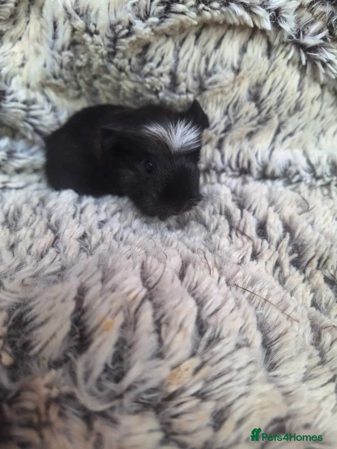 Guinea Pig rodents for sale: Beautiful guinepig pups - Advert 3