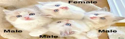 Ragdoll cats for sale: READY NOW *** INDOOR FULL PEDIGREE RAGDOLL KITTENS - Advert 25