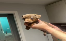 Mixed Breed dogs for sale: 5 beautiful staffy, patterdale cross puppies - Image 4