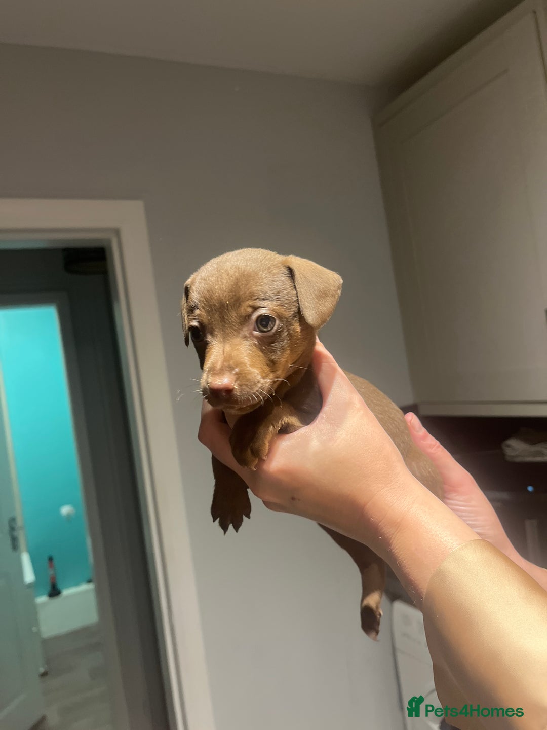 Mixed Breed dogs for sale: 5 beautiful staffy, patterdale cross puppies - Image 4