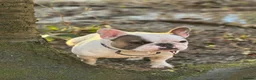 French Bulldog dogs for stud: PIED STUD🔥 - Advert 2