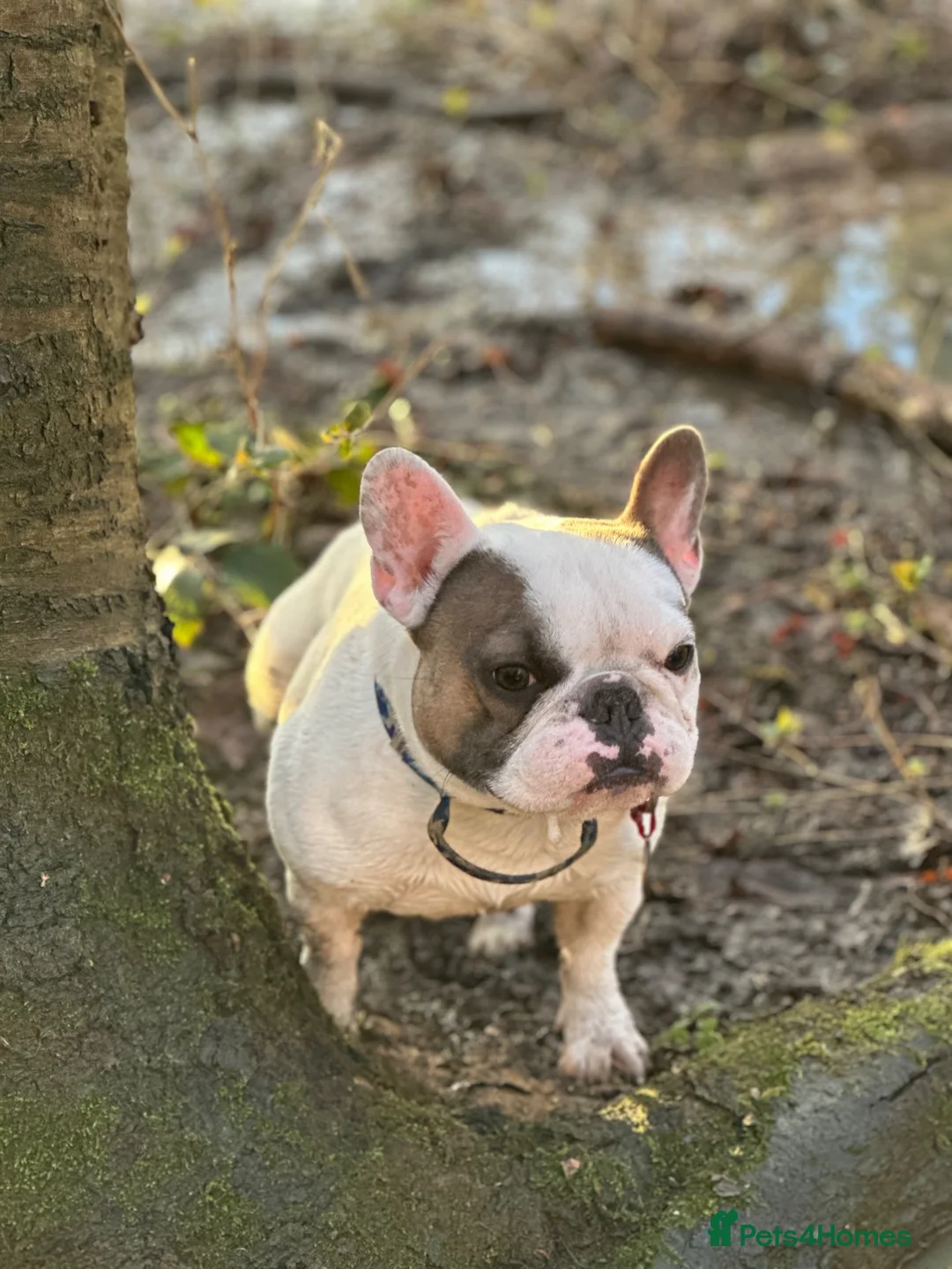 French Bulldog dogs for stud: PIED STUD🔥 - Advert 2