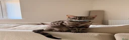 Bengal cats for sale: Kairo, Male Bengal  - Advert 5