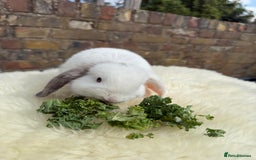 Mini Lop rabbits for sale: Pure Bred Mini Lops For Sale  - Image 5