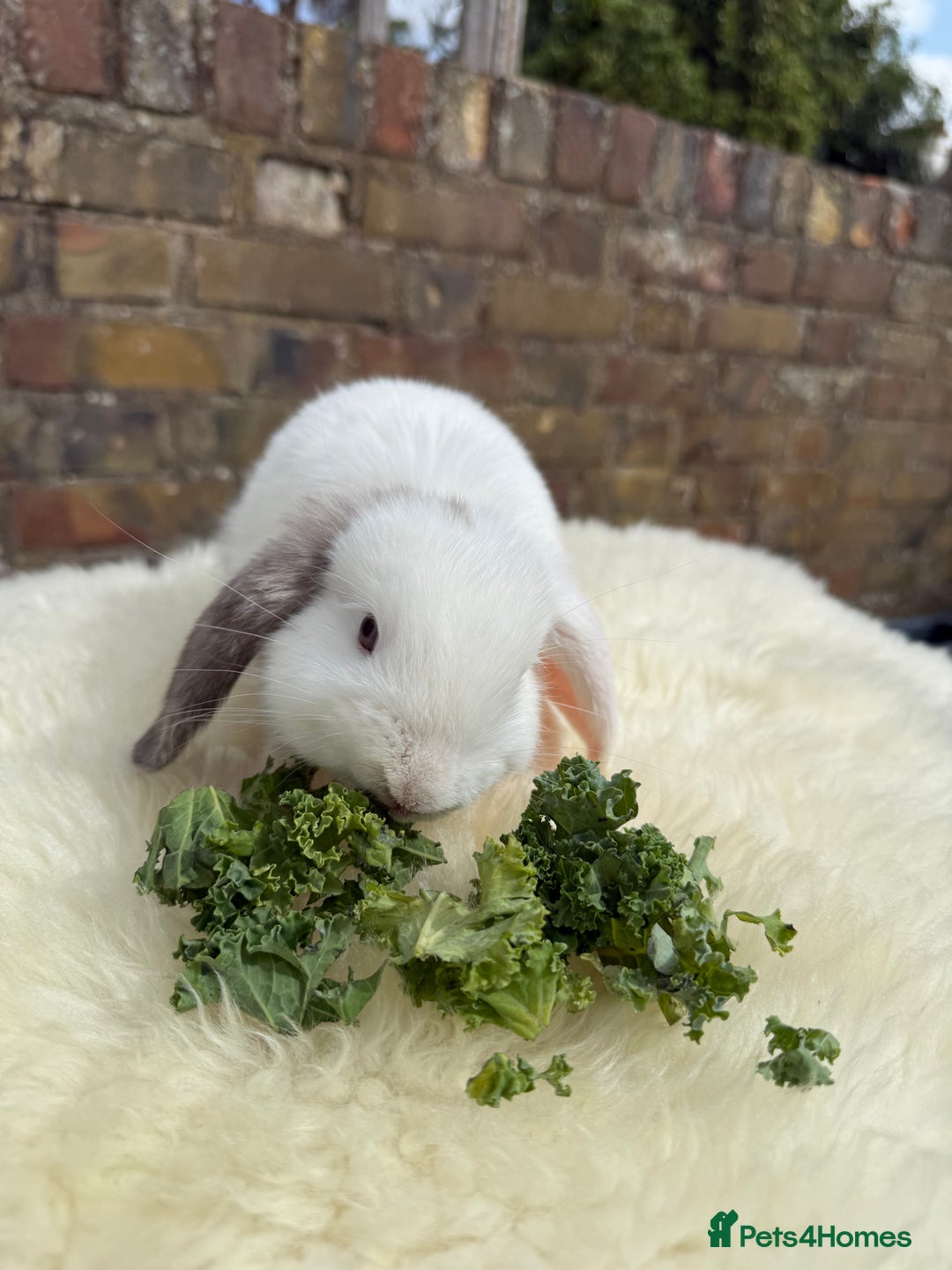Mini Lop rabbits for sale: Pure Bred Mini Lops For Sale  - Image 5