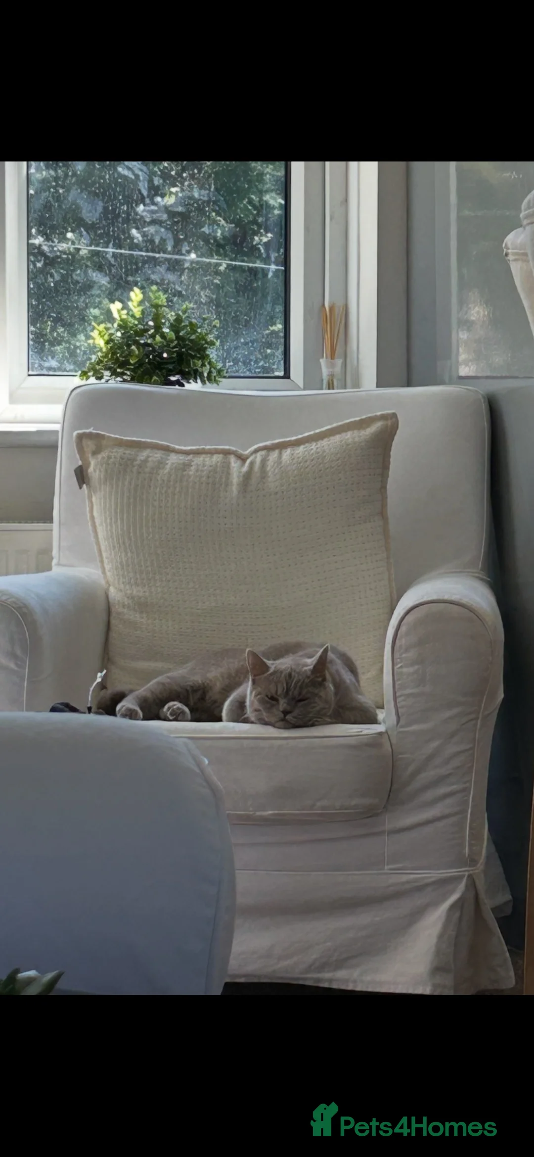 British Shorthair cats for sale: British short hair lilac female  - Advert 1