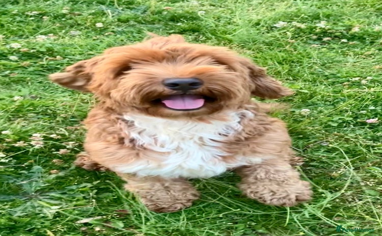 Goldendoodle dogs in Bedford - Advert 1