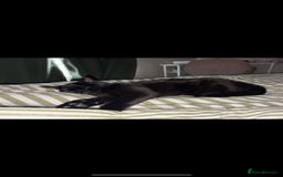 Persian cats for sale: Mother and daughter cats for sale  - Image 3